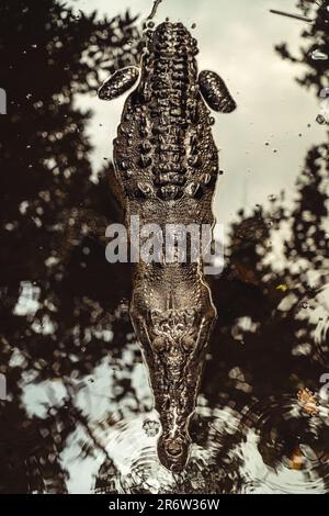 Ein lauerndes Krokodil in einem trüben Sumpf: Das alte Raubtier der Natur fügt sich nahtlos in seinen wässrigen Lebensraum ein, eine Verkörperung von Urkraft und Stahl Stockfoto