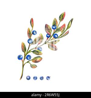 Zweig mit Blättern und Blaubeeren, wilde, Waldbeeren, Herbst. Aquarell, handgezeichnet. Isoliertes Objekt auf weißem Hintergrund. Stockfoto