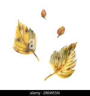 Gelbe Herbstbirkenblätter mit braunen Flecken. Aquarell, handgezeichnet. Isolierte Objekte auf weißem Hintergrund. Stockfoto