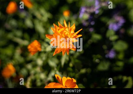 Blume von Calendula officinalis, auch bekannt als Topf-Ringelblume, Gemeine Ringelblume, Rüben oder Mariholz mit Bokeh-Effekt Stockfoto