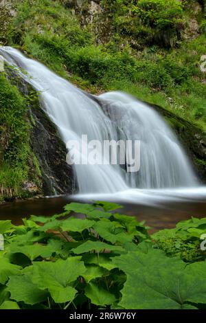 Lierbach, Allerheiligen Wasserfälle, Schwarzwald, Baden-Württemberg, Grindenbach, All Saints Wasserfälle, Deutschland Stockfoto