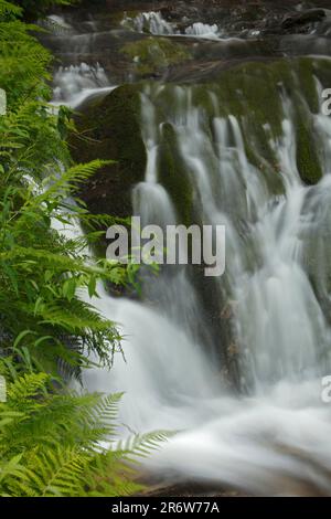 Lierbach, Allerheiligen Wasserfälle, Schwarzwald, Baden-Württemberg, Grindenbach, All Saints Wasserfälle, Deutschland Stockfoto