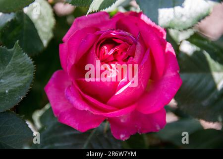 Eine romantische Rosa Traviata Rose an einem sonnigen Frühlingsmorgen. Stockfoto