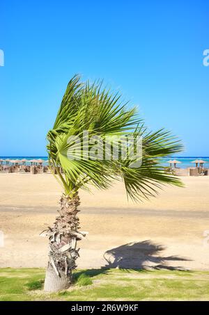 Doum Palme am Strand, selektiver Fokus, Marsa Alam, Ägypten. Stockfoto