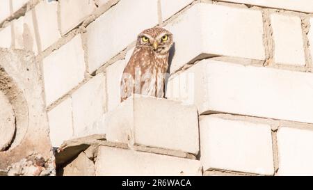 Eine kleine Eule auf einer Steinbaumauer. Athen noctua. Stockfoto
