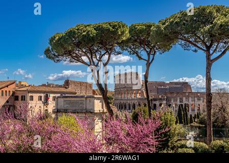 Steinkiefern und violette Jacaranda-Bäume umrahmen das Kolosseum von den Farnese-Gärten auf dem Palatin-Hügel, Rom, Italien Stockfoto