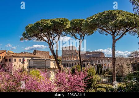 Steinkiefern und violette Jacaranda-Bäume umrahmen das Kolosseum von den Farnese-Gärten auf dem Palatin-Hügel, Rom, Italien Stockfoto