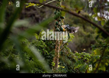 Die weiße Elster jay (Calocitta formosa) fliegt zu einem Papaya-Baum im Dschungel von Nicaragua, umgeben von Wald Stockfoto