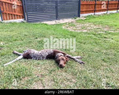 Der Hund züchtet den deutschen Schmarotzer, der auf dem Gras schläft. Stockfoto