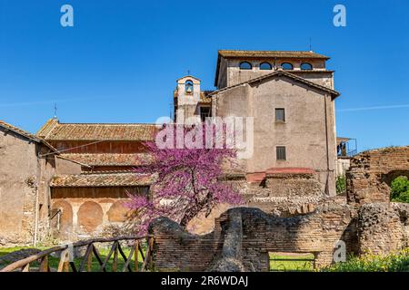 Ein violetter Jakaranda-Baum in Blüte neben der Kirche San Bonaventura al Palatino, eine Franziskanerklosterkirche auf dem Palatin-Hügel, Rom, Italien Stockfoto