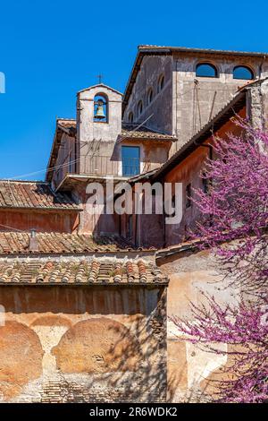 Ein violetter Jakaranda-Baum in Blüte neben der Kirche San Bonaventura al Palatino, eine Franziskanerklosterkirche auf dem Palatin-Hügel, Rom, Italien Stockfoto