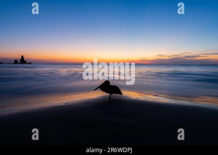 Lange Darstellung einer Silhouette eines Pelikans am Strand bei Sonnenuntergang in Nicaragua auf dem pazifik Stockfoto