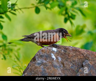 American Robin aus nächster Nähe, auf einem Felsen stehend und eine Libelle mit grünem Hintergrund in seiner Umgebung und seinem Lebensraum isst. Robin Picture. Stockfoto