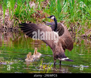 Kanadische Gans, die ihre Gosling-Babys mit gespreizten Flügeln im Fluss schützt, mit einer Nahaufnahme ihrer Umgebung und ihres Lebensraums. Gans Stockfoto