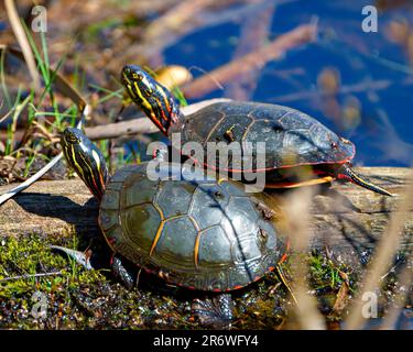 Malte Schildkrötenpaare, die sich auf einem Baumstamm mit Moos im Teich ausruhen und ihre Umgebung und ihren Lebensraum beim Sonnenbaden genießen. Schildkrötenbild. Stockfoto