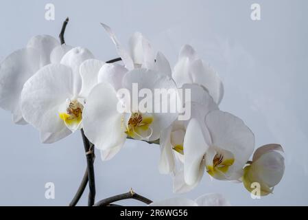 Blumenstrauß, weiße Phalaenopsis Orchidee auf weißem Hintergrund, fotografiert aus nächster Nähe Stockfoto