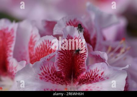 Makroaufnahme von zwei Fliegen auf einer wunderschön gemusterten weißen Rhododendron-Blume Stockfoto