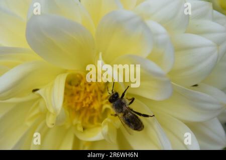 Eine kleine, geschäftige Honigbiene sammelt Honig von einer weißen gelben Dahlia und bestäubt ihn in Makroaufnahmen. Flügel, Fühler+ Beine sind deutlich sichtbar Stockfoto