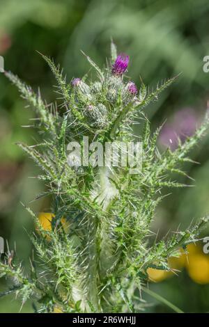 Marsh Thistle/Cirsium palustre beginnen zu blühen. Wächst 6-7 m hoch ausbreiten wie reift während der Vegetationsperiode. Stiele essbar. Schmerzhafte Metapher. Stockfoto