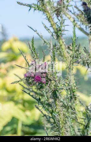 Marsh Thistle/Cirsium palustre beginnen zu blühen. Wächst 6-7 m hoch ausbreiten wie reift während der Vegetationsperiode. Stiele essbar. Schmerzhafte Metapher. Stockfoto