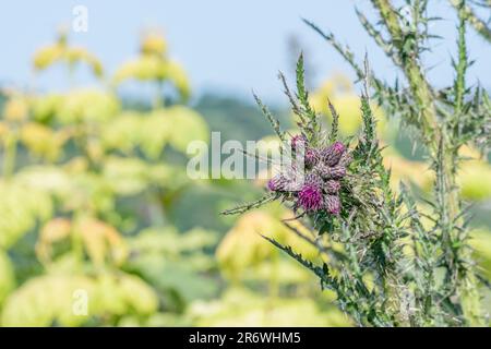 Marsh Thistle/Cirsium palustre beginnen zu blühen. Wächst 6-7 m hoch ausbreiten wie reift während der Vegetationsperiode. Stiele essbar. Schmerzhafte Metapher. Stockfoto