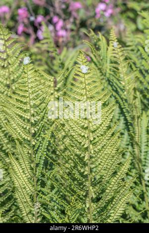 Großer Laubfarn in sonniger kornischer Hecke. Unterseite des Blatts mit nach Sori gerichteter Kamera. Möglicherweise Dryopteris-Spezies. Stockfoto