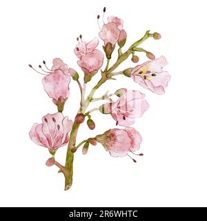 Kastanienblumen. Aquarelldarstellung. Hohe Qualität Stockfoto