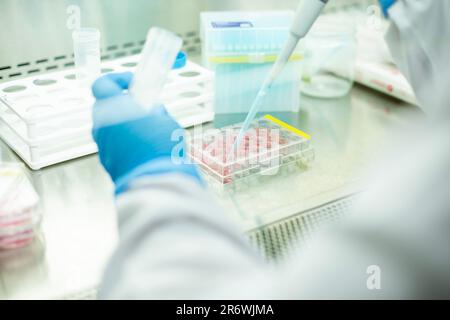 Medizin und medizinische Laboratoriumszellkultur im Sicherheitsschrank Stockfoto