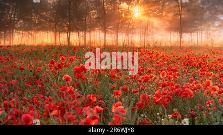 Ein nebiger Sonnenaufgang auf einem Mohnfeld in Dänemark Stockfoto