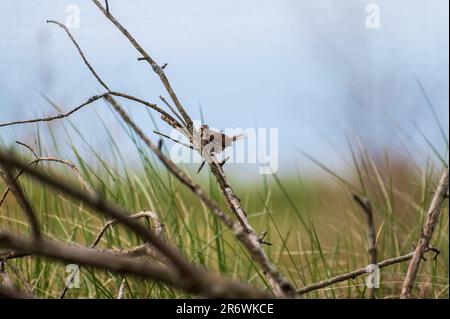 Song Spatz in einem Strauch in freier Wildbahn Stockfoto