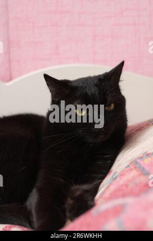 Foto einer schwarzen Katze, die auf dem Bett liegt Stockfoto
