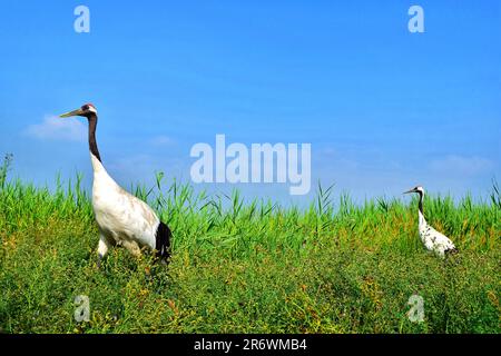 Erleben Sie die ruhige Eleganz eines sonnenbeleuchteten Krans in seinem natürlichen Lebensraum - eine fesselnde Harmonie der Anmut, strahlenden Federn und üppiger Umgebung. Stockfoto