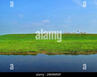 Erleben Sie die ruhige Eleganz eines sonnenbeleuchteten Krans in seinem natürlichen Lebensraum - eine fesselnde Harmonie der Anmut, strahlenden Federn und üppiger Umgebung. Stockfoto