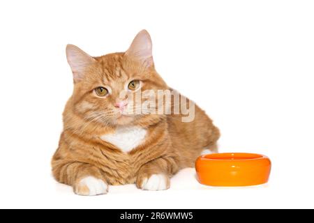 Wunderschöne Ingwerkatze liegt neben einer orangefarbenen Schüssel, isoliert auf weißem Hintergrund Stockfoto