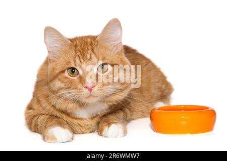 Wunderschöne Ingwerkatze liegt neben einer orangefarbenen Schüssel, isoliert auf weißem Hintergrund Stockfoto