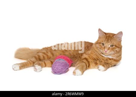Die rothaarige Katze liegt mit Wollkugeln, isoliert auf weißem Hintergrund Stockfoto
