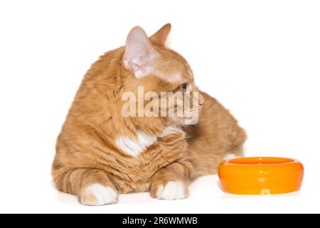 Wunderschöne Ingwerkatze liegt neben einer orangefarbenen Schüssel, isoliert auf weißem Hintergrund Stockfoto