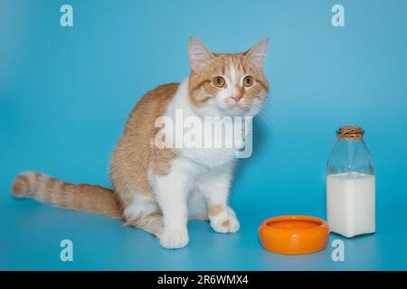 Die große rote Katze sitzt neben einer Schüssel und einer Flasche Milch auf blauem Hintergrund Stockfoto