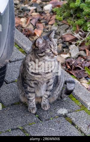 Eine schwarz-weiße Katze steht auf einem Haufen gefallener Blätter vor einem geparkten Auto Stockfoto