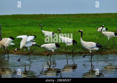 Erleben Sie die ruhige Eleganz eines sonnenbeleuchteten Krans in seinem natürlichen Lebensraum - eine fesselnde Harmonie der Anmut, strahlenden Federn und üppiger Umgebung. Stockfoto