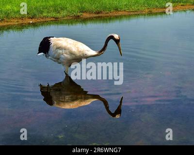 Erleben Sie die ruhige Eleganz eines sonnenbeleuchteten Krans in seinem natürlichen Lebensraum - eine fesselnde Harmonie der Anmut, strahlenden Federn und üppiger Umgebung. Stockfoto