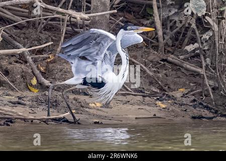 Cocoi Heron, Abflug, Rupununi-Fluss, obere Takutu-obere Essequibo-Region, Guyana Stockfoto