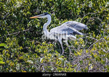 Cocoi Heron, landete in einem Baum, Rupununi River, Guyana Stockfoto