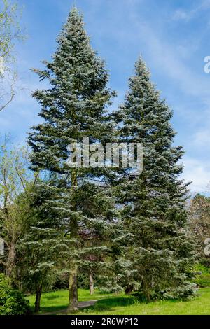 White Fir, Tree, Abies Concolor „Violacea“, Colorado Fir, Concolor Fir Conifer Trees Stockfoto