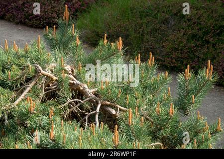 Alter Pinus sylvestris 'Albyns' Pinus Baum niedriger wuchs Zwerg buschig, niedergestreut Kieferngarten Schotten Kiefernwald Nadelbaum Pinus Albyns Schottenkiefer Garten Stockfoto