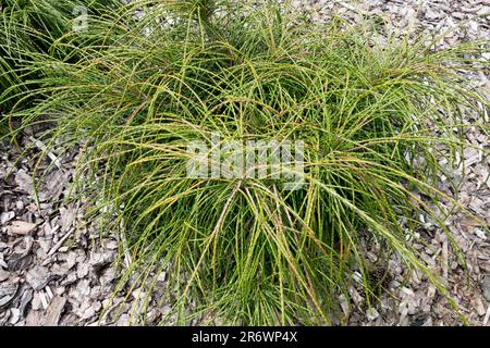 Westliche rote Zedern, Thuja plicata „Whipcord“, Nadelholz, Kultivar, klein, Arborvitae, Baum Stockfoto