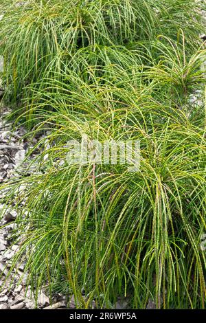 Thuja 'Whipcord', Garten, Rindenmulch, Evergreen Tiny, Tree Thuja plicata Arborvitae Stockfoto
