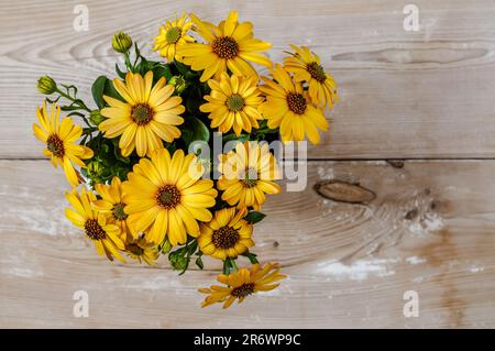 Afrikanische Gänseblümchen, Osteospermum, zarte Blumen in warmgelber, sonniger Farbe, prächtige Zierpflanze in voller Blüte, Draufsicht, Komposition auf einem zarten wo Stockfoto