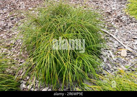 WESTERN Arborvitae Thuja plicata Whipcord Shinglewood Pacific Cedar Evergreen Garden außergewöhnliche Sorte klein klein klein gering langsam wachsender Thuja „Whipcord“ Stockfoto