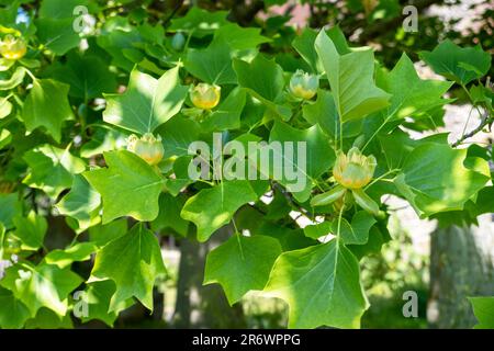 American Tulip Tree (Liriodendron Tulipfera) auf dem geschützten Friedhof East Sussex, Großbritannien Stockfoto